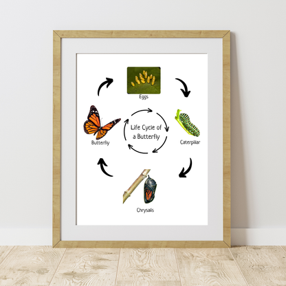 Montessori Educational Poster, Butterfly Life Cycle, Homeschool Prints, Montessori Classroom Decor, Science Poster