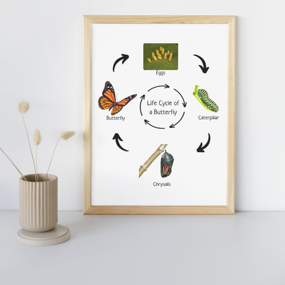 Montessori Educational Poster, Butterfly Life Cycle, Homeschool Prints, Montessori Classroom Decor, Science Poster