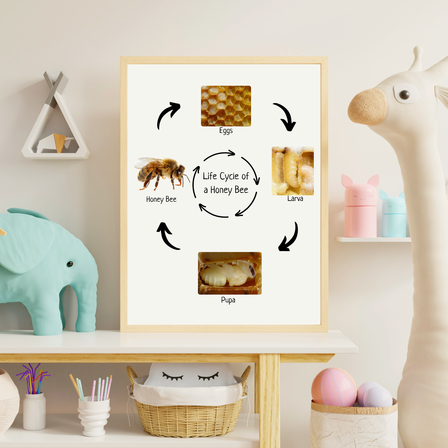 Honey Bee Life Cycle, Insect Life Cycle, Educational Poster, Science Poster, Homeschool Prints, Montessori Classroom Decor