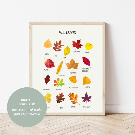 Fall Leaves Poster - Educational Learning Printable Wall Decor Poster