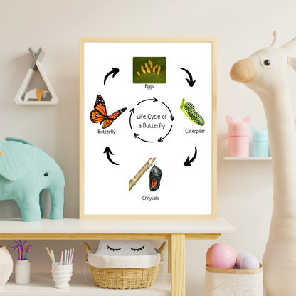 Montessori Educational Poster, Butterfly Life Cycle, Homeschool Prints, Montessori Classroom Decor, Science Poster