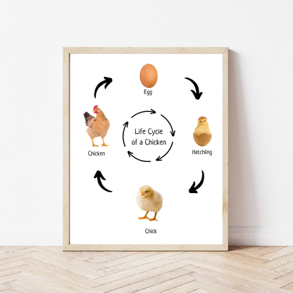 Life Cycle of a Chicken, Montessori Educational Poster, Homeschool Prints, Science Poster, Montessori Classroom Decor