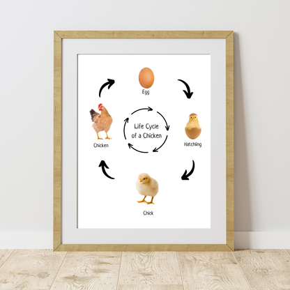 Life Cycle of a Chicken, Montessori Educational Poster, Homeschool Prints, Science Poster, Montessori Classroom Decor