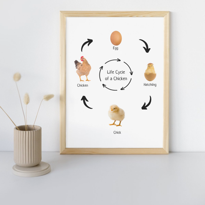 Life Cycle of a Chicken, Montessori Educational Poster, Homeschool Prints, Science Poster, Montessori Classroom Decor