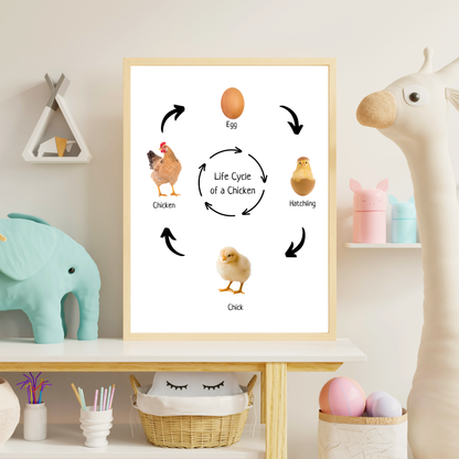 Life Cycle of a Chicken, Montessori Educational Poster, Homeschool Prints, Science Poster, Montessori Classroom Decor