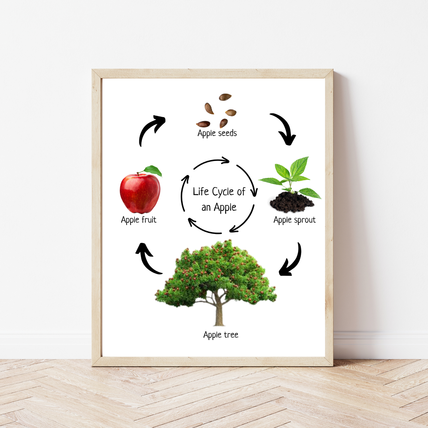 Life Cycle of an Apple, Educational Poster, Homeschool Prints, Montessori Classroom Decor