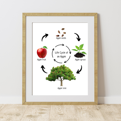 Life Cycle of an Apple, Educational Poster, Homeschool Prints, Montessori Classroom Decor