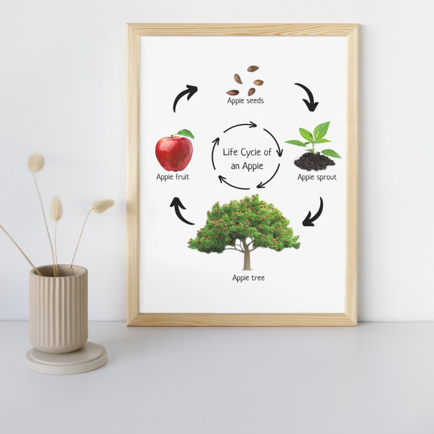 Life Cycle of an Apple, Educational Poster, Homeschool Prints, Montessori Classroom Decor