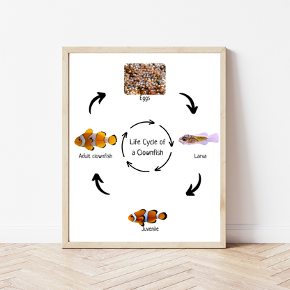 Clownfish Life Cycle, Fish Life Cycle, Educational Poster, Science Poster, Homeschool Prints, Printable Classroom Decor