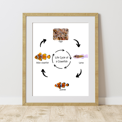 Clownfish Life Cycle, Fish Life Cycle, Educational Poster, Science Poster, Homeschool Prints, Printable Classroom Decor