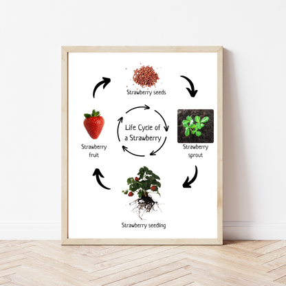 Strawberry Life Cycle, Educational Poster, Homeschool Prints, Montessori Classroom Decor, Science Poster