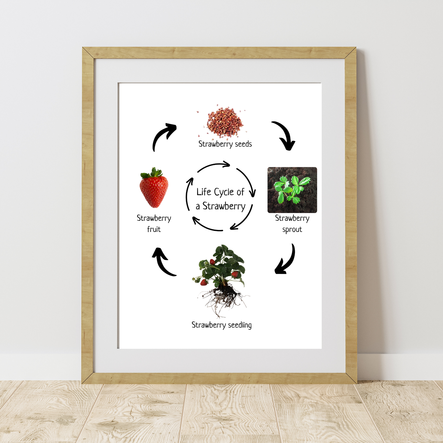 Strawberry Life Cycle, Educational Poster, Homeschool Prints, Montessori Classroom Decor, Science Poster