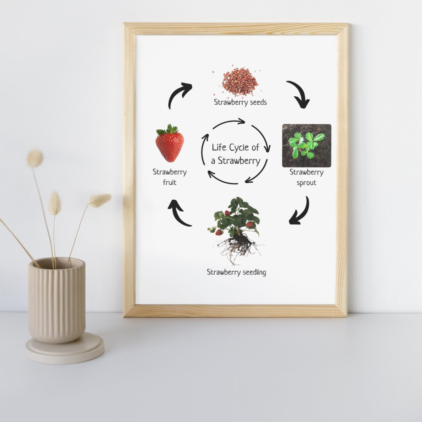 Strawberry Life Cycle, Educational Poster, Homeschool Prints, Montessori Classroom Decor, Science Poster