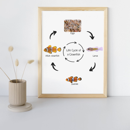 Clownfish Life Cycle, Fish Life Cycle, Educational Poster, Science Poster, Homeschool Prints, Printable Classroom Decor