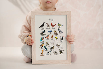 Постер "Птицы"| Educational Poster "Birds" (Actual Print) in Russian. Home & Classroom Decor, *Frame not included