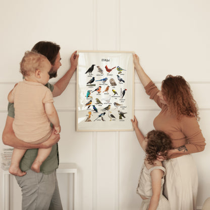 Постер "Птицы"| Educational Poster "Birds" (Actual Print) in Russian. Home & Classroom Decor, *Frame not included