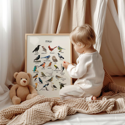 Постер "Птицы"| Educational Poster "Birds" (Actual Print) in Russian. Home & Classroom Decor, *Frame not included