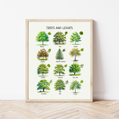 Trees and Leaves Poster – Educational Nature Wall Art Print