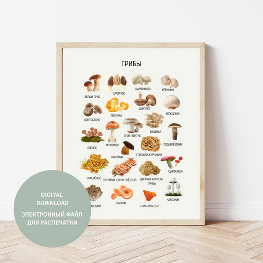Mushroom Educational Poster in Russian | Homeschool Learning Printable Poster | Digital Download