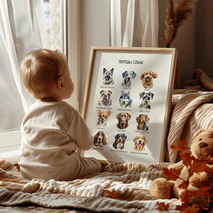 Постер "Породы собак"| Educational Poster (Actual Print) in Russian. Home & Classroom Decor, *Frame not included