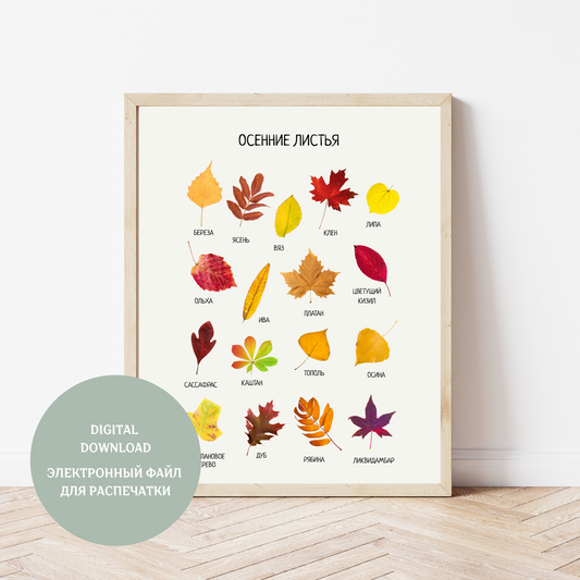 Fall Leaves Educational Poster in Russian | Learning Printable Poster | Digital Download