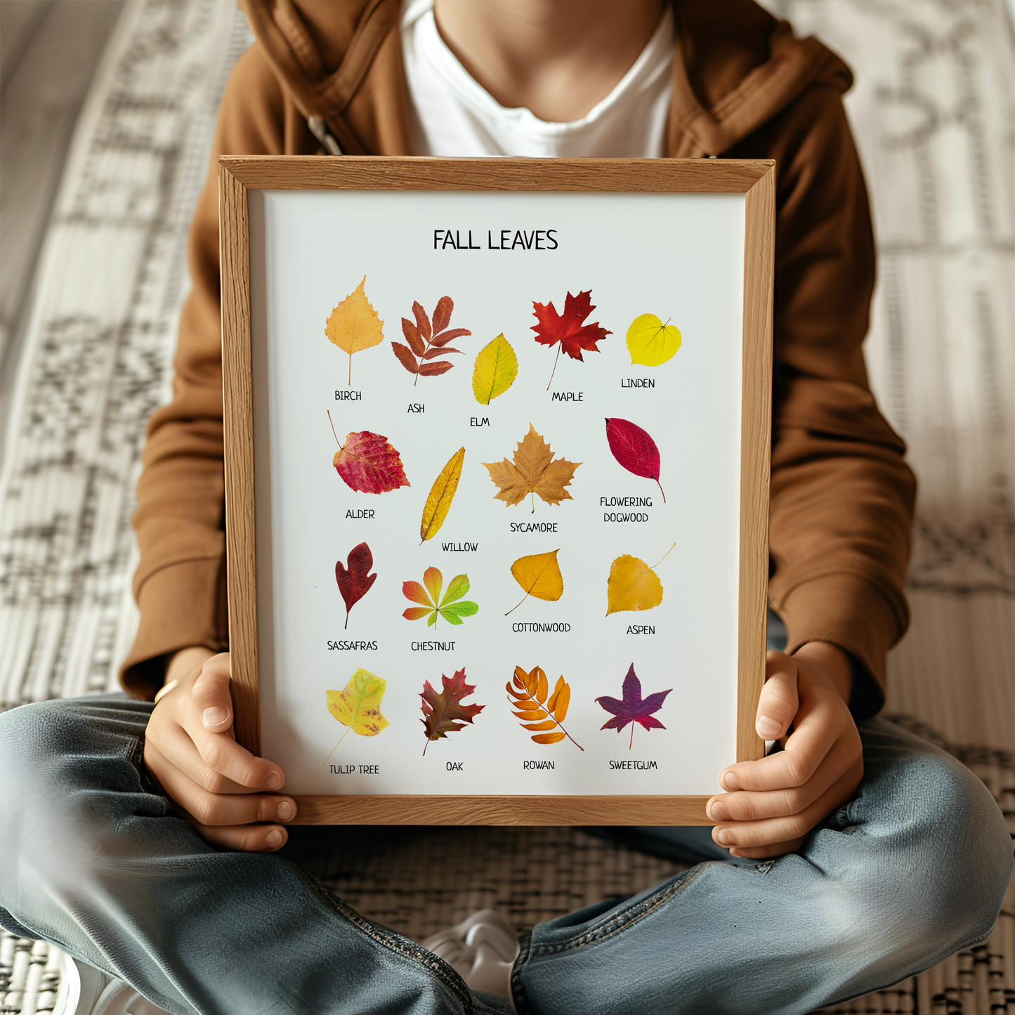 Fall Leaves Poster – Educational Nature Wall Art Print