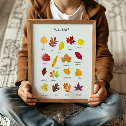 Fall Leaves Poster – Educational Nature Wall Art Print