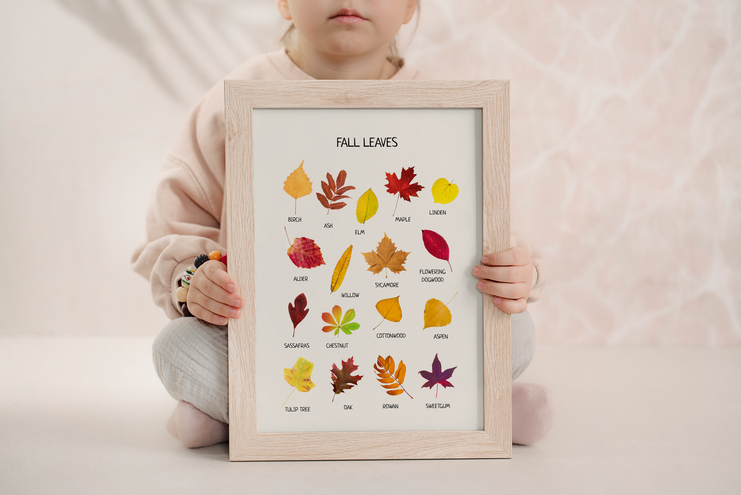 Fall Leaves Poster – Educational Nature Wall Art Print
