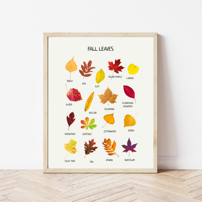Fall Leaves Poster - Educational Learning Wall Decor Poster