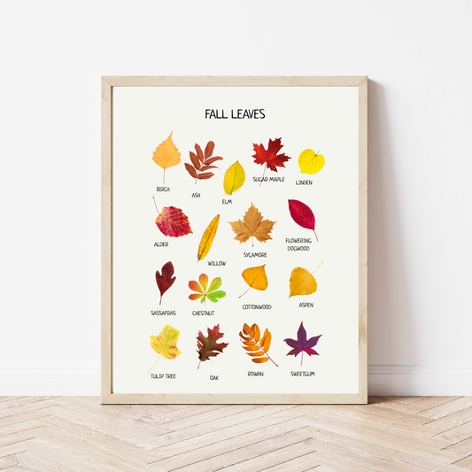 Fall Leaves Poster - Educational Learning Wall Decor Poster