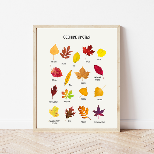 Fall Leaves Poster - Educational Russian Wall Decor Poster