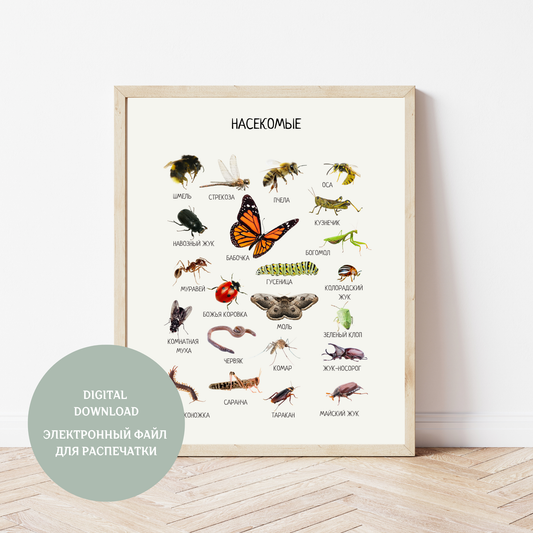 Обучающий плакат "Насекомые" | Russian Insect Educational Poster, Printable Poster, Kids Room Decor, Various Sizes Available for Download