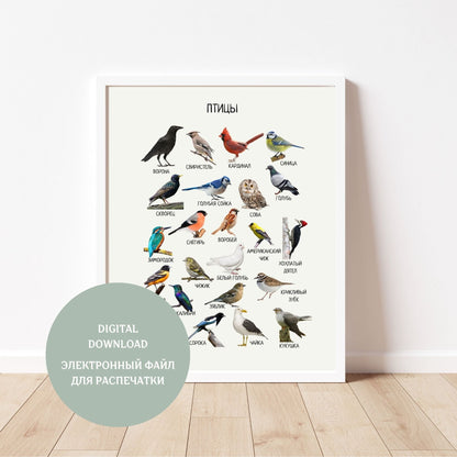 Birds Poster Educational Poster in Russian, Montessori Poster, Learning Posters, Kids Room Decor, Printable Poster