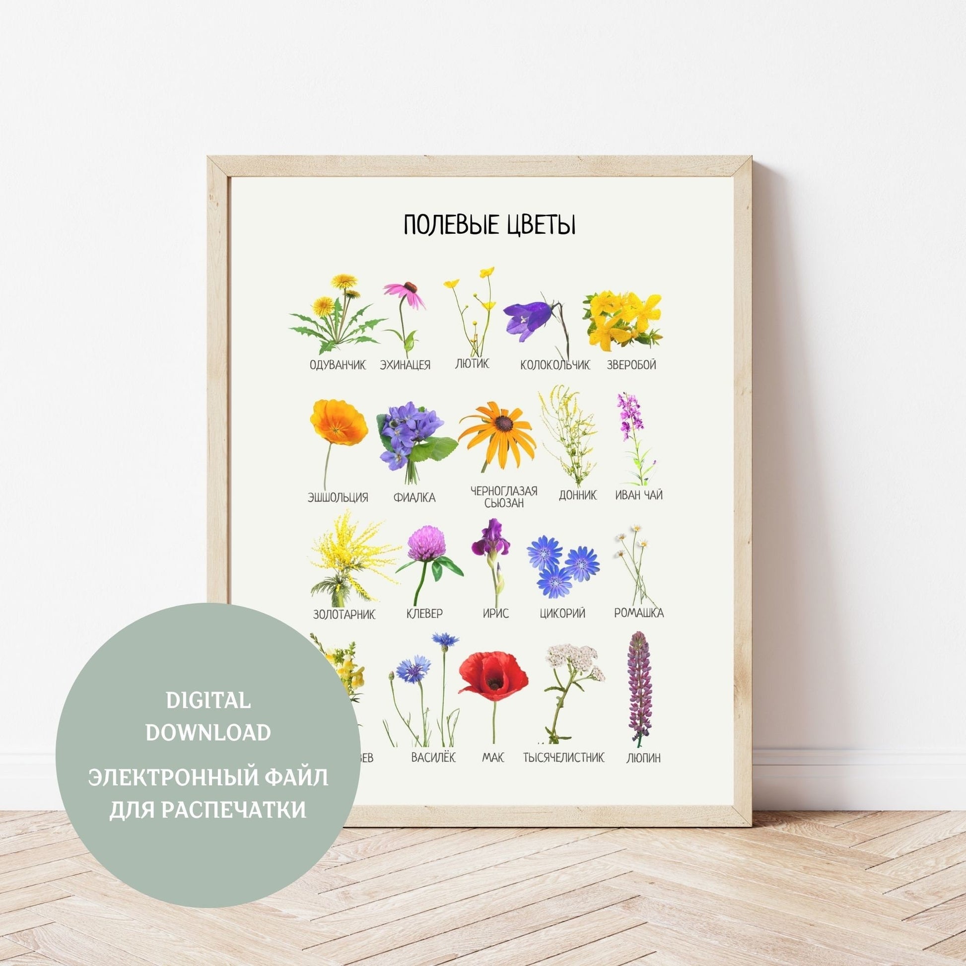 Обучающий плакат "Полевые Цветы" | Wildflowers Educational Poster, Various Sizes Available for Download | Learning Printable Poster