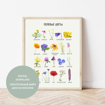 Обучающий плакат "Полевые Цветы" | Wildflowers Educational Poster, Various Sizes Available for Download | Learning Printable Poster