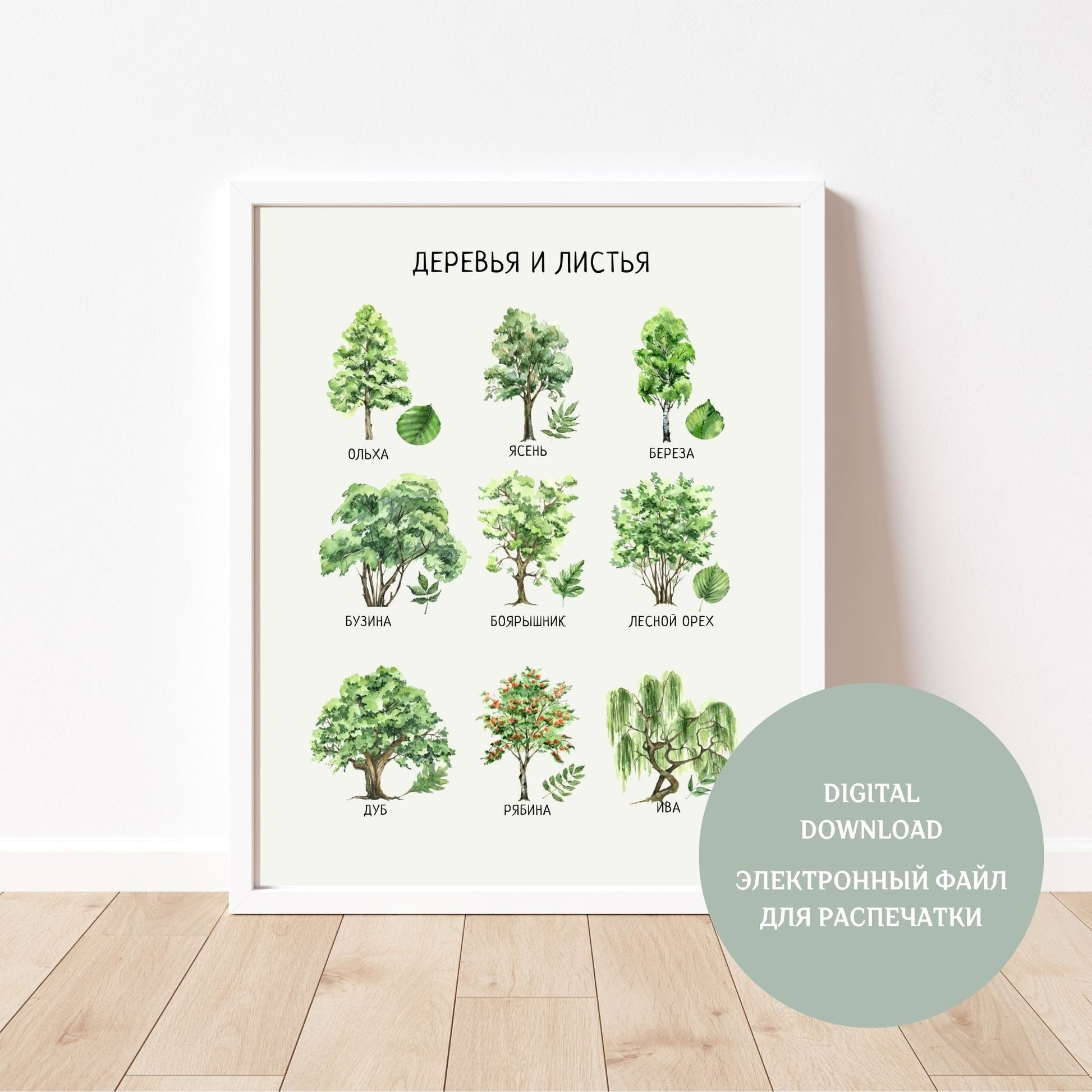 Обучающий плакат "Деревья и их листья" | Trees and Leaves Educational Poster in Russian, Various Sizes Available for Download