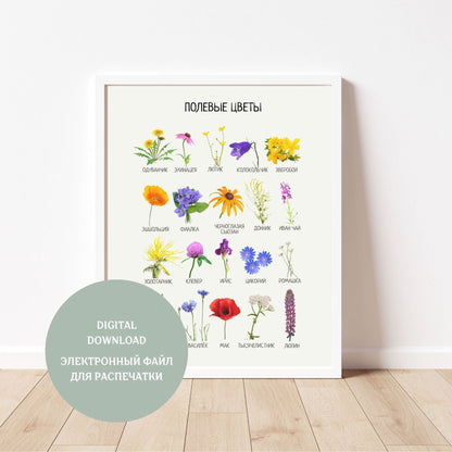 Обучающий плакат "Полевые Цветы" | Wildflowers Educational Poster, Various Sizes Available for Download | Learning Printable Poster