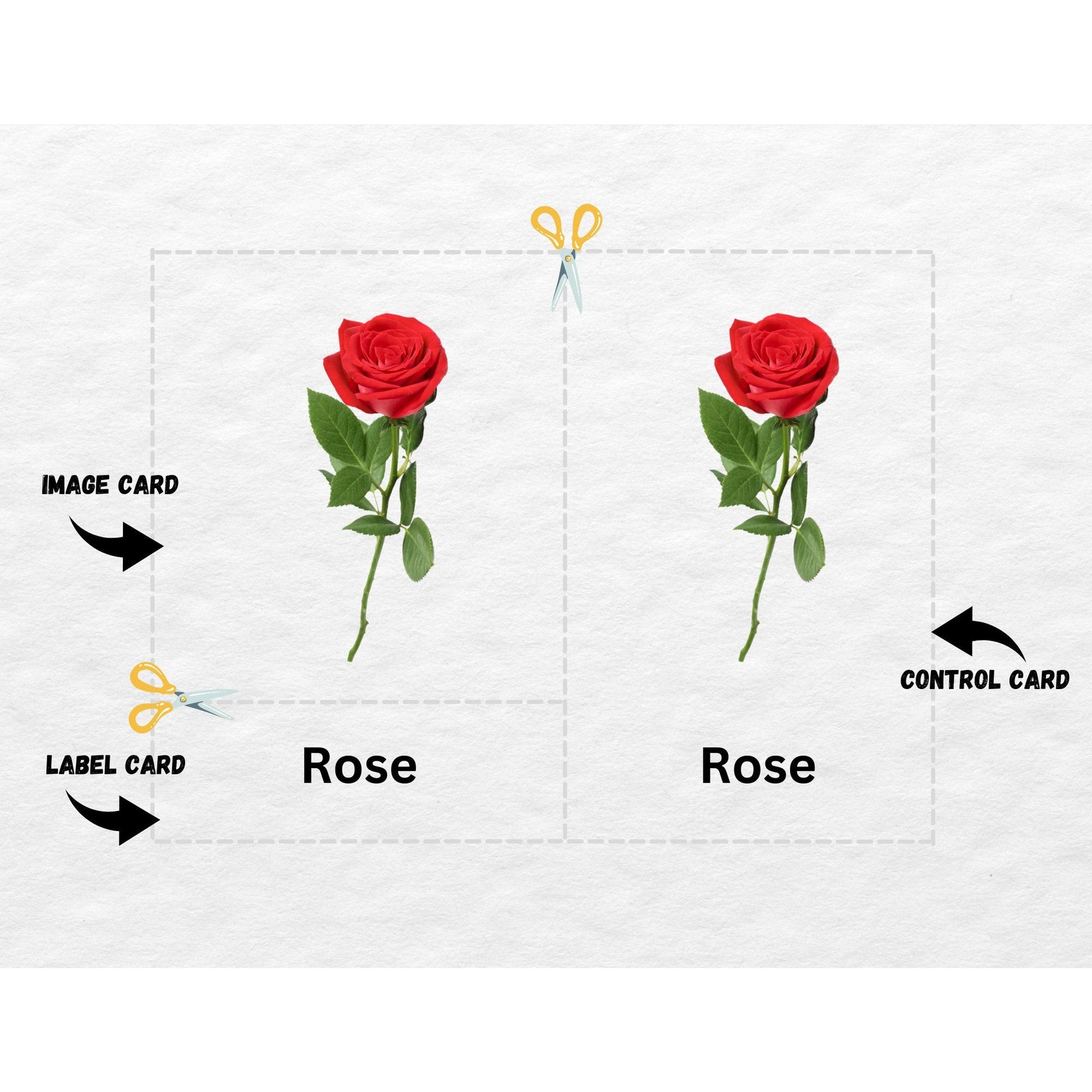 Flowers Nomenclature, 3 Part Montessori Cards, 8 Safari LTD Toobs Coordinates, Preschool Vocabulary Activity, Pre-reading Printable Cards