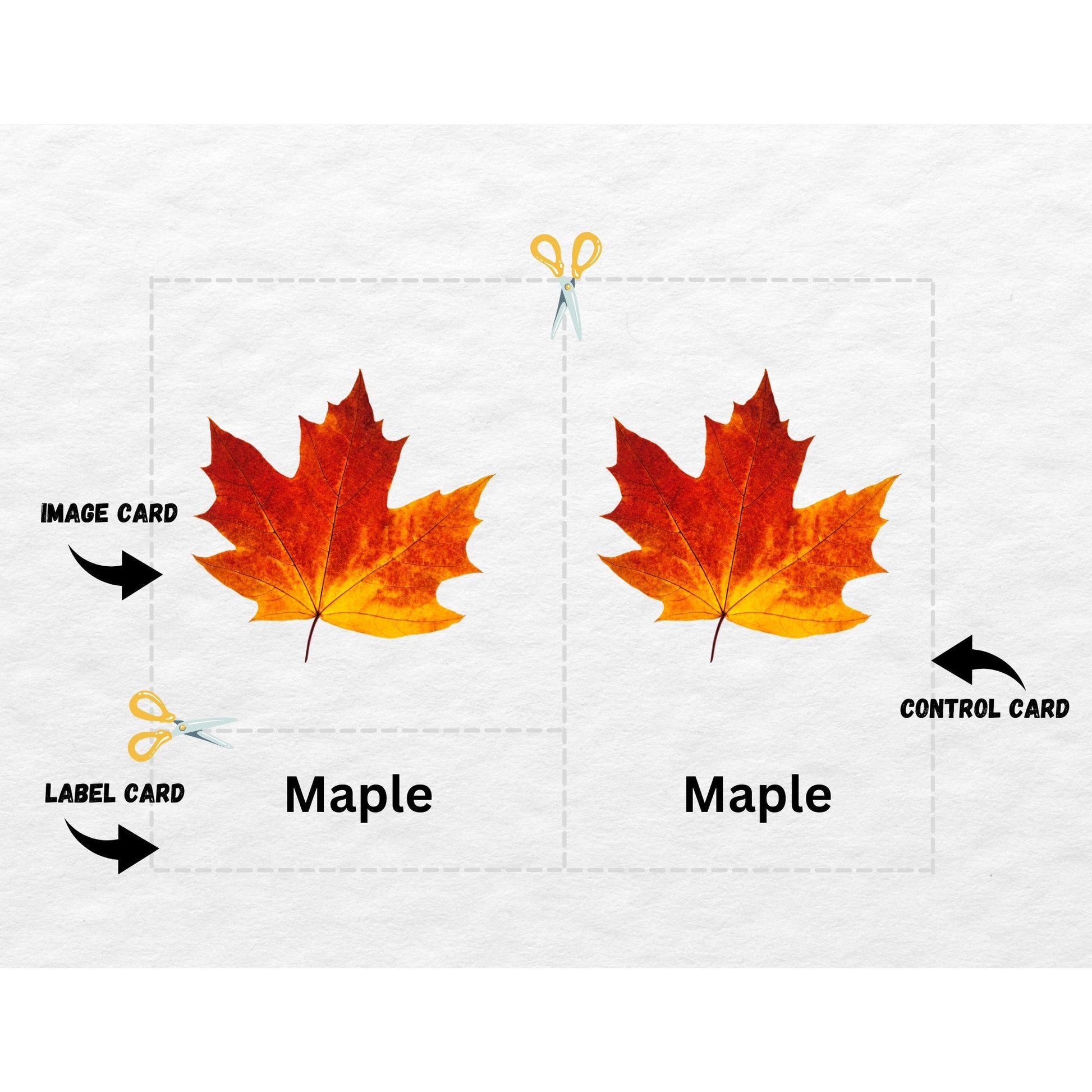 9 Fall Leaves Nomenclature, 3 Part Montessori Cards, Preschool Vocabulary Activity, Educational Pre-reading Printable Cards