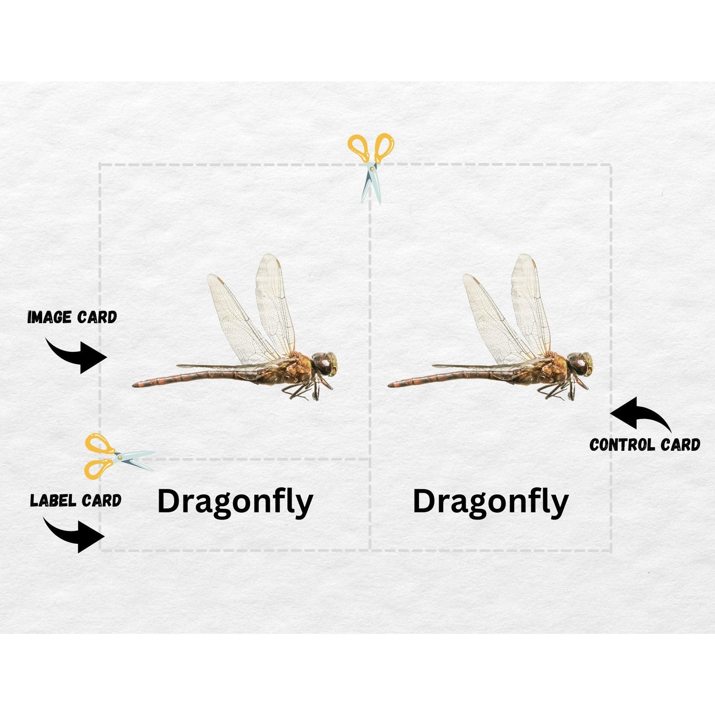 20 Insect Nomenclature Cards, 3 Part Montessori Cards, Preschool Vocabulary Activity, Educational Pre-reading Printable Cards