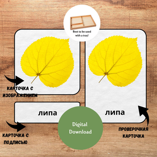 Трёхчастные классификационные карточки Монтессори "Осенние листья", карточки для чтения