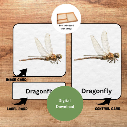 20 Insect Nomenclature Cards, 3 Part Montessori Cards, Preschool Vocabulary Activity, Educational Pre-reading Printable Cards