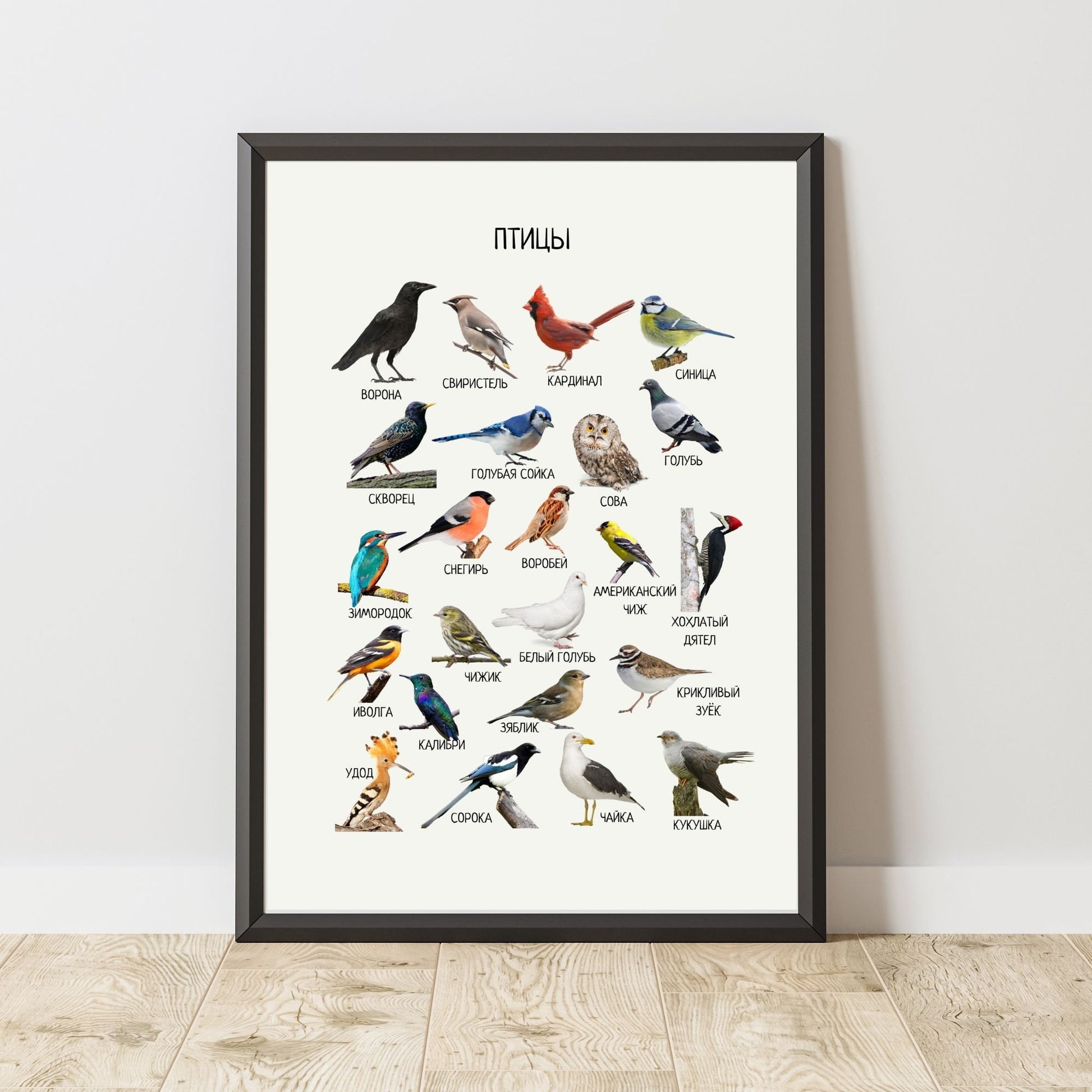 Постер "Птицы"| Educational Poster "Birds" (Actual Print) in Russian. Home & Classroom Decor, *Frame not included