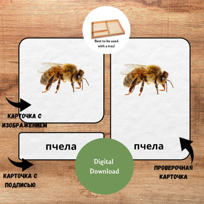 Трёхчастные классификационные карточки Монтессори "Насекомые", карточки для чтения