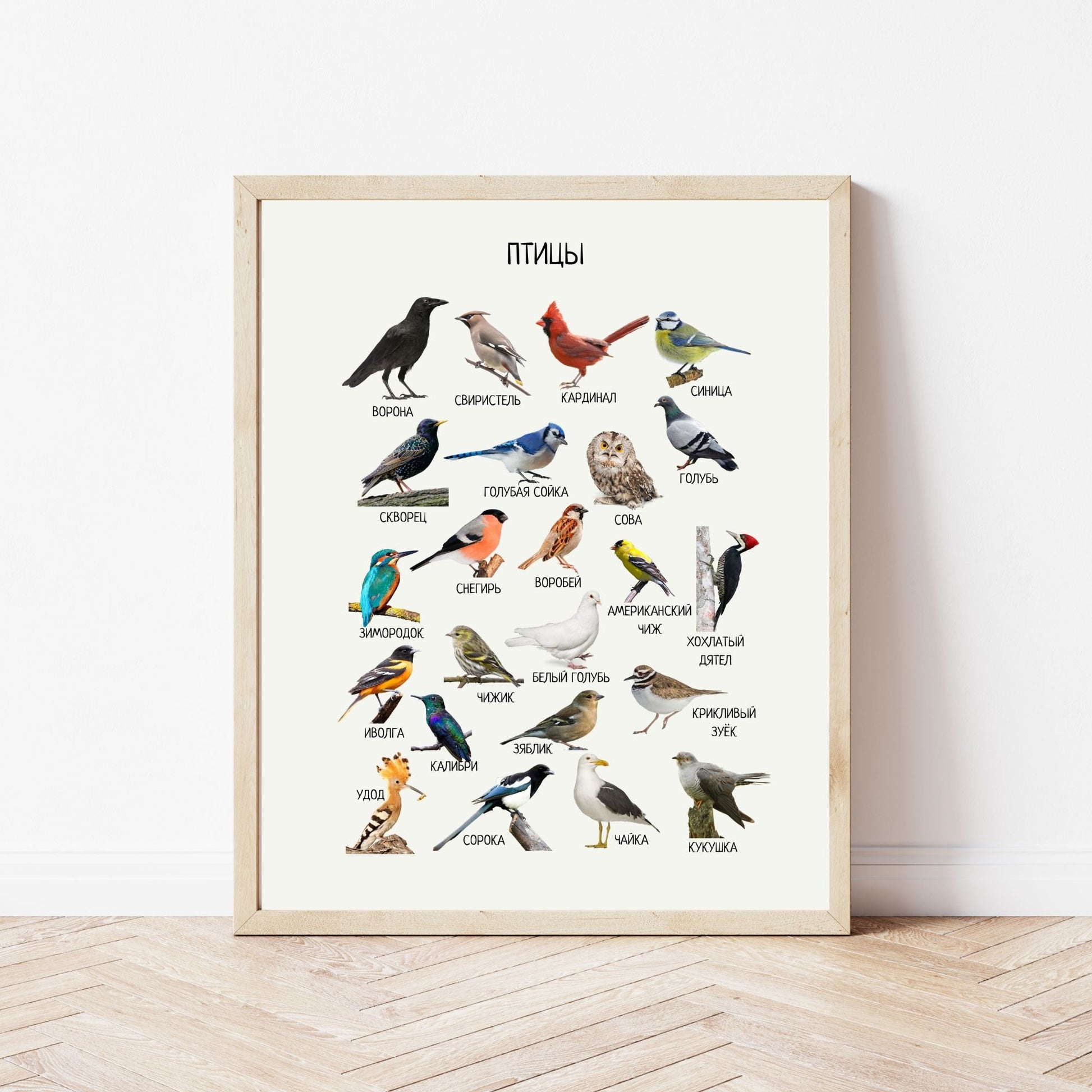 Постер "Птицы"| Educational Poster "Birds" (Actual Print) in Russian. Home & Classroom Decor, *Frame not included