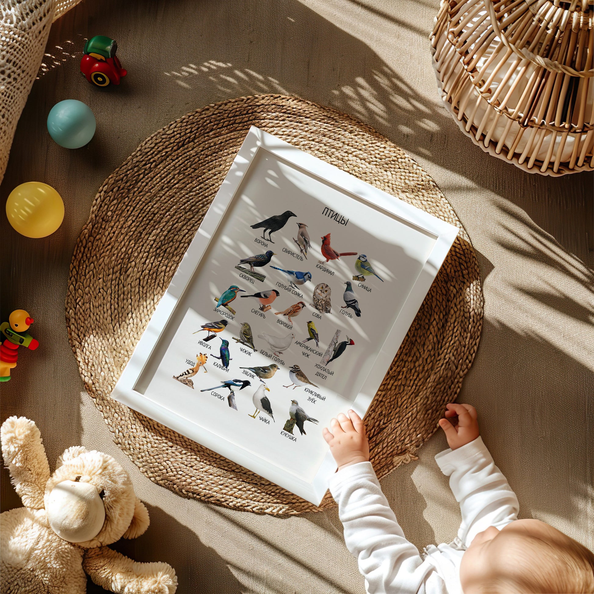 Постер "Птицы"| Educational Poster "Birds" (Actual Print) in Russian. Home & Classroom Decor, *Frame not included