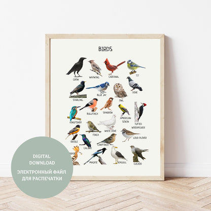 Educational Birds Poster, Common Birds Print, Printable Wall Art, Montessori Homeschool Decor, Nature Classroom Decor, DIGITAL DOWNLOAD