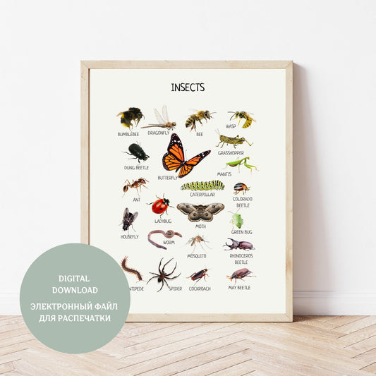 Insects Educational Posters, Classroom Posters, Printable Wall Art, Montessori Decor