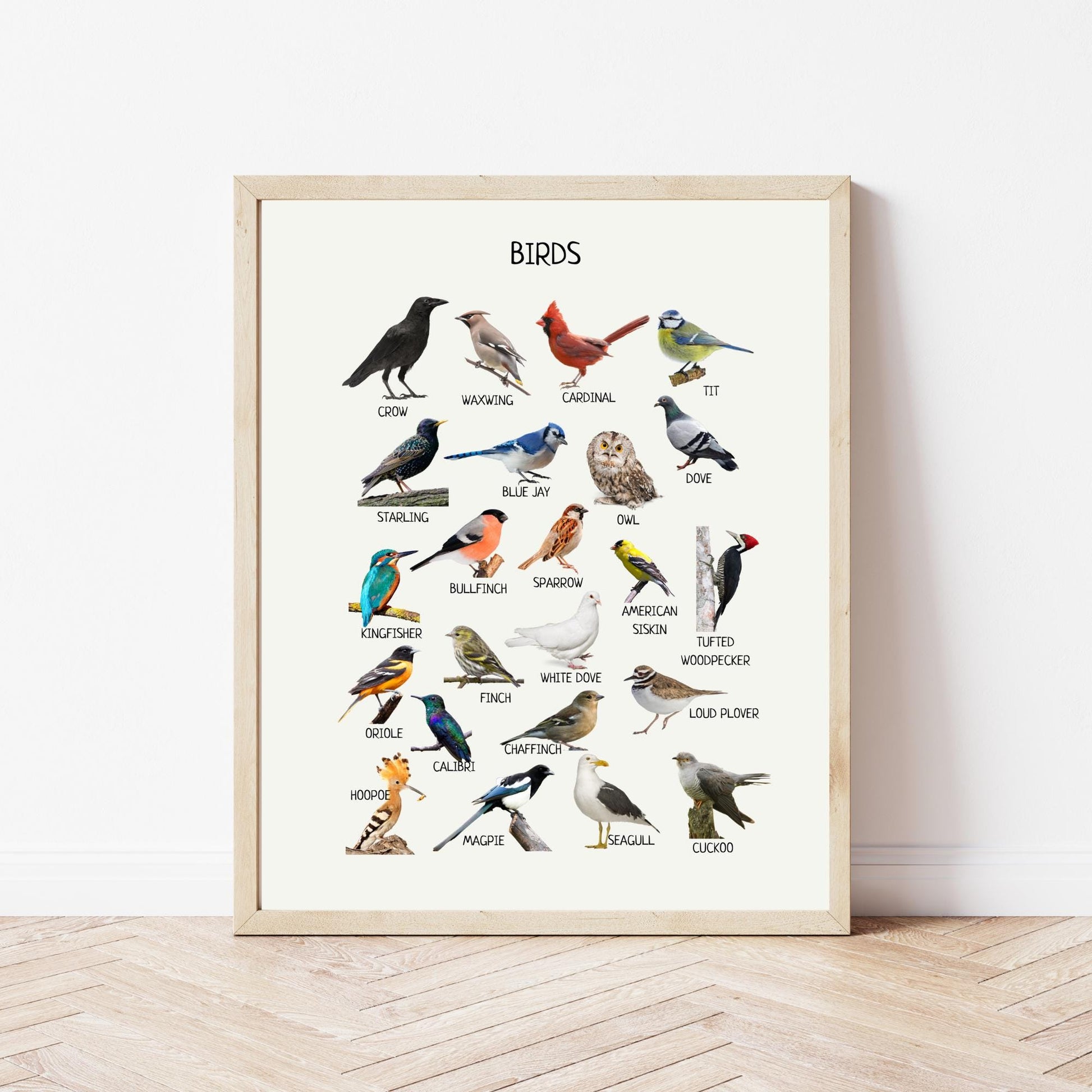 Birds Poster, Educational Poster, Montessori Printable Wall Art, Common Birds Poster, Classroom Decor