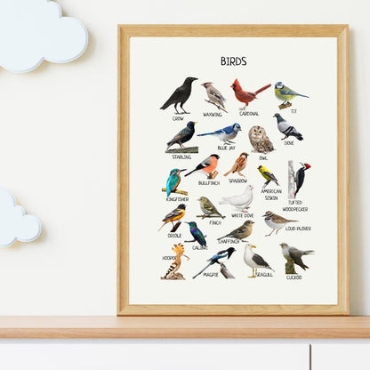 Birds Poster, Educational Poster, Montessori Printable Wall Art, Common Birds Poster, Classroom Decor